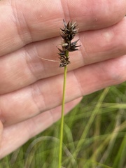 Carex spicata