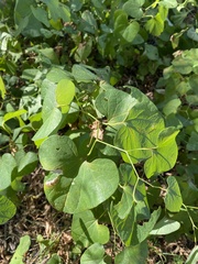 Aristolochia clematitis