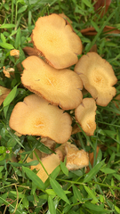 Physalacriaceae