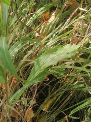 Saussurea parviflora
