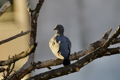 Columba palumbus
