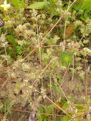 Adenogramma glomerata