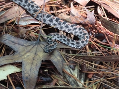 Sistrurus miliarius barbouri