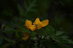 Senna skinneri