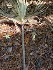 Sistrurus miliarius barbouri