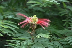 Calliandra houstoniana calothyrsus
