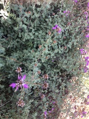 Dalea frutescens
