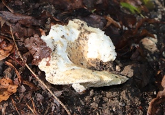 Russula delica