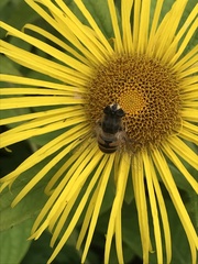 Epistrophe grossulariae