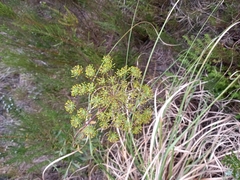 Notobubon laevigatum