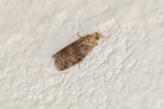 Sciota rubrisparsella