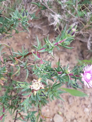 Lampranthus scaber