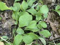 Antennaria plantaginifolia