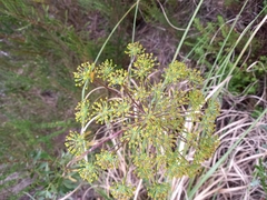 Notobubon laevigatum