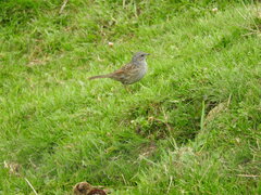 Prunella modularis mabbotti