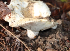 Russula delica