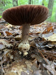 Laccaria ochropurpurea