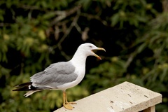 Larus michahellis