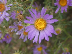 Dieteria canescens