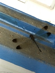 Macrothemis inequiunguis