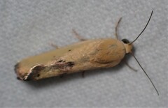 Ponometia tortricina