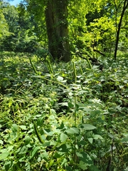 Agastache nepetoides