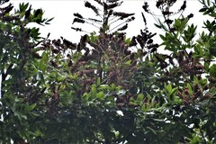 Lonchocarpus rugosus