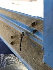 Macrothemis inequiunguis