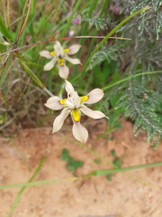 Moraea vegeta