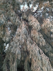 Elaeagnus angustifolia