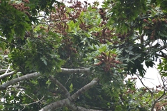 Lonchocarpus rugosus