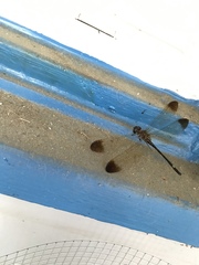 Macrothemis inequiunguis