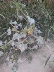 Xanthium orientale