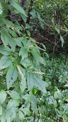 Clethra acuminata