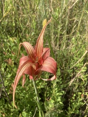 Lilium catesbaei