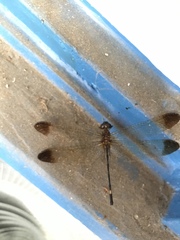 Macrothemis inequiunguis