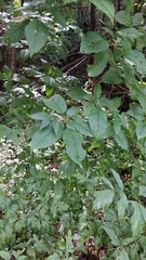 Clethra acuminata