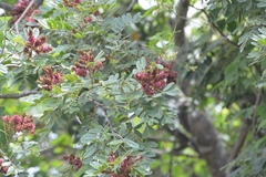 Lonchocarpus rugosus