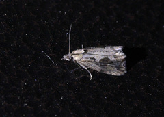 Endothenia quadrimaculana