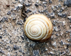 Caucasotachea vindobonensis