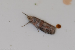 Sciota rubrisparsella