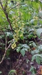 Xanthorhiza simplicissima