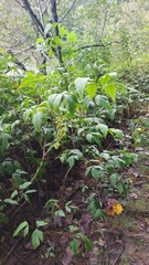 Xanthorhiza simplicissima