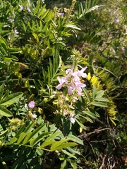 Galega officinalis