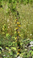 Inula racemosa