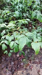 Xanthorhiza simplicissima