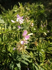 Galega officinalis