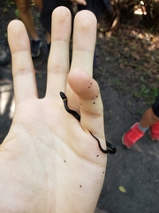 Diadophis punctatus punctatus