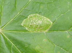 Phyllonorycter lucidicostella
