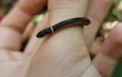 Diadophis punctatus punctatus